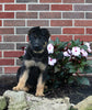 AKC Registered German Shepherd For Sale Millersburg OH Female-Nellie