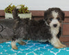 Mini Aussiedoodle For Sale Millersburg OH Male-Rocket