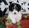 Cavapoo For Sale Millersburg OH Female-Katie CURRENTLY HOUSETRAINING
