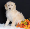 F1B Medium Labradoodle For Sale Millersburg OH Female-Frosty