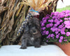 F1B Medium Labradoodle For Sale Millersburg OH Male-Felix