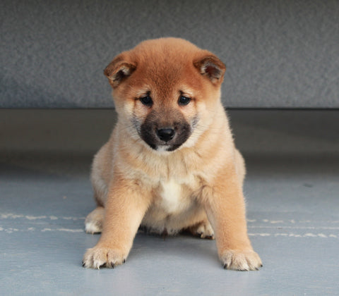 AKC Registered Shiba Inu For Sale Millersburg, OH Male- Rudolph