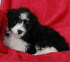 Mini Aussiedoodle For Sale Applecreek OH Male-Bruno