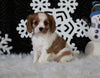 AKC Registered Cavalier For Sale Fredricksburg OH Male-Brandon