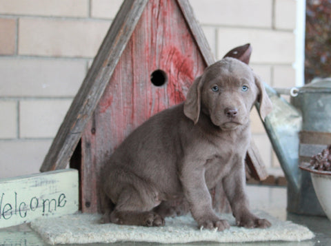 AKC Registered Silver Labrador Retriever For Sale Sugarcreek, OH Female- Luna
