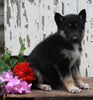 German Shepherd Husky For Sale Millersburg OH Male-Bruno