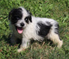 Mini Australian Shepherd Mix For Sale Sugarcreek OH Female-Cheyenne