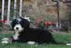 Bernedoodle For Sale Millersburg OH Female-Misty