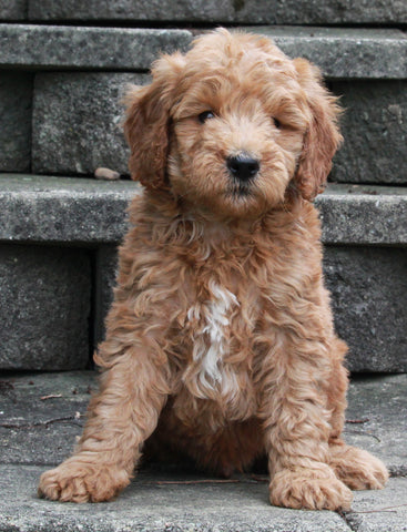 F1B Mini Goldendoodle For Sale Sugarcreek OH -Male Kody