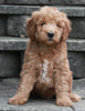 F1B Mini Goldendoodle For Sale Sugarcreek OH -Male Kody
