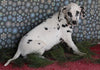 Dalmation For Sale Millersburg OH Female-Maxine