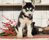 AKC Registered Siberian Husky For Sale Millersburg, OH Female- Sarah