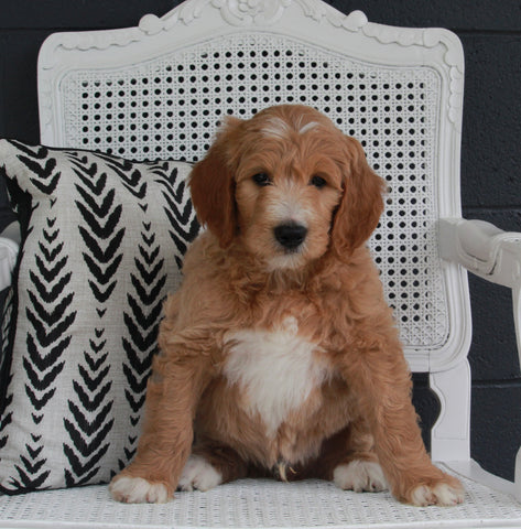 Goldendoodle For Sale Fresno OH Male-Rover