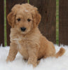 Mini Goldendoodle For Sale Millersburg OH Male-Lance