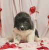 AKC Registered Newfoundland For Sale Millersburg OH Female-Bella
