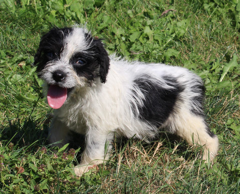 Mini Australian Shepherd Mix For Sale Sugarcreek OH Female-Cheyenne