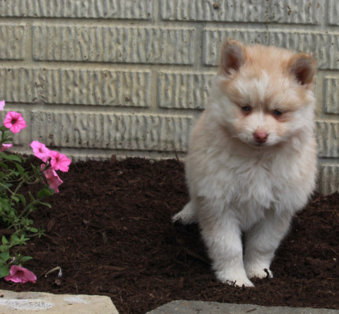 Pomsky For Sale Holmesville OH Female-Bella