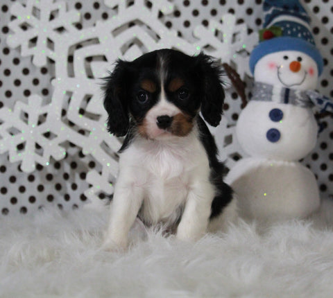 AKC Registered Cavalier For Sale Fredricksburg OH Male-Brody