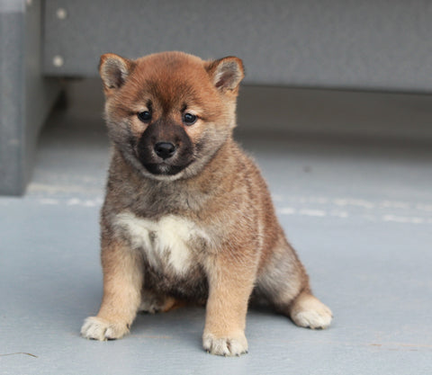 AKC Registered Shiba Inu For Sale Millersburg, OH Female- Cinnamon