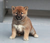 AKC Registered Shiba Inu For Sale Millersburg, OH Female- Cinnamon