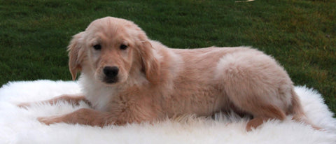 AKC Registered Golden Retriever For Sale Fredericksburg OH Female-Brittany
