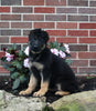 AKC Registered German Shepherd For Sale Millersburg OH Female-Nellie