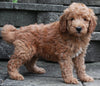 F1B Mini Goldendoodle For Sale Sugarcreek OH -Male Kody