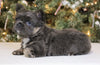 AKC Registered 'Fluffy' French Bulldog For Sale Fredericksburg OH Female-Bailey