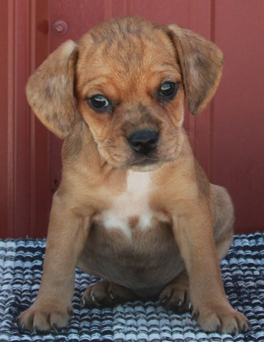 Beabull For Sale Wooster OH Female-Marie