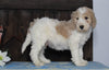 Medium F1BB Goldendoodle For Sale Millersburg, OH Male- Alec