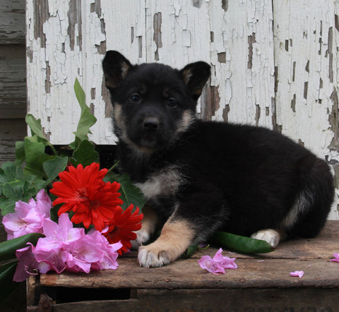 German Shepherd Husky For Sale Millersburg OH Female-Susanne