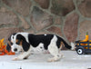 Beagle Mix For Sale Wooster OH Female-Chelsea