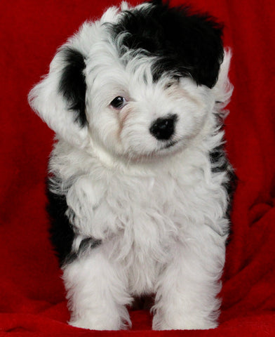 Mini Aussiedoodle For Sale Applecreek OH Male-Benji