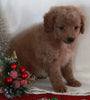 Bichpoo For Sale Fredericksburg OH Female-Tessa