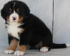 AKC Registered Bernese Mountain Dog For Sale Millersburg OH -Female Elsie