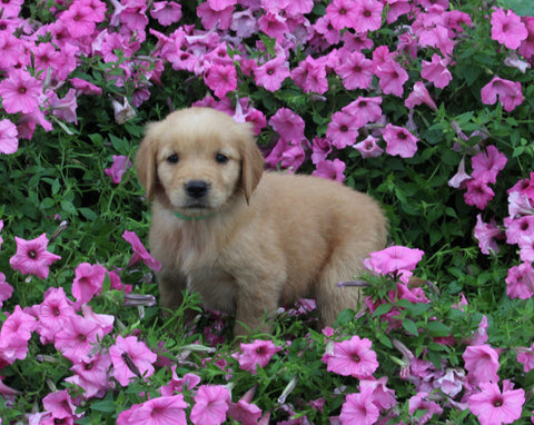 AKC Registered Golden Retriever For Sale Holmesville OH Female-Adele