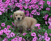 AKC Registered Golden Retriever For Sale Holmesville OH Female-Adele