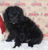 F1B Cavapoo For Sale Sugarcreek OH Female-Minnie