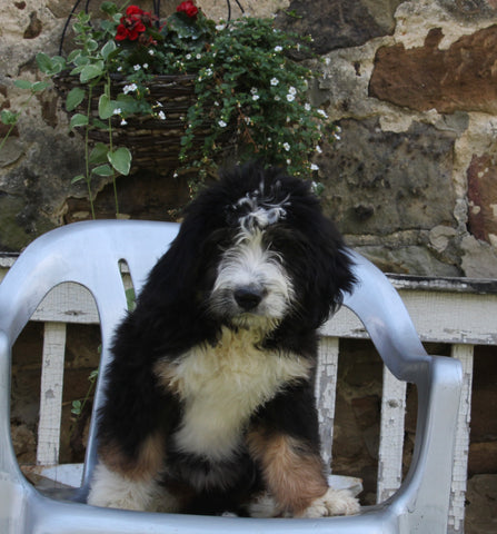 Bernedoodle For Sale Millersburg OH Female-Rachelle
