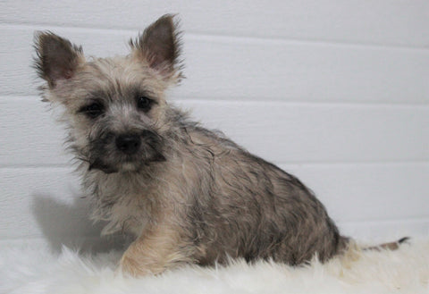 AKC Registered Cairn Terrier For Sale Millersburg, OH Male- Austin