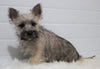 AKC Registered Cairn Terrier For Sale Millersburg, OH Male- Austin