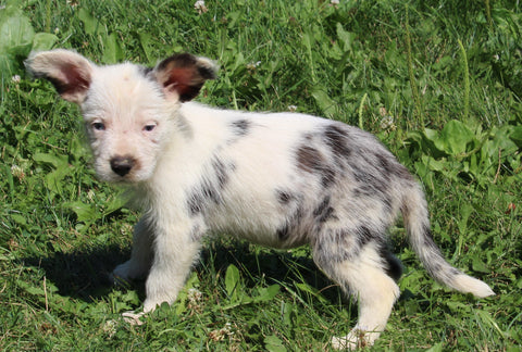 Mini Australian Shepherd Mix For Sale Sugarcreek OH Male-Champ
