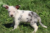Mini Australian Shepherd Mix For Sale Sugarcreek OH Male-Champ