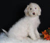 F1B Medium Labradoodle For Sale Millersburg OH Female-Flurry