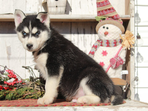 AKC Registered Siberian Husky For Sale Millersburg, OH Female- Suetta