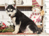 AKC Registered Siberian Husky For Sale Millersburg, OH Female- Suetta
