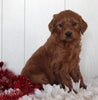 Goldendoodle For Sale Fredericksburg OH Female-Caramel