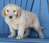 AKC Registered Golden Retriever For Sale Millersburg OH Male-Bruce