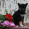German Shepherd Husky For Sale Millersburg OH Female-Susanne