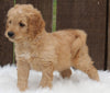 Mini Goldendoodle For Sale Millersburg OH Male-Lance